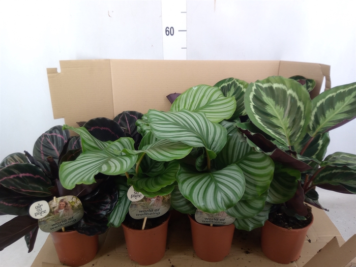 <h4>Calathea roseopicta   ...mix</h4>