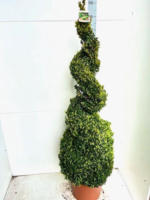 <h4>BUXU SEMPERVIRENS</h4>