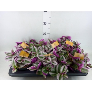 Tradescantia cerinth. 'Nanouk'