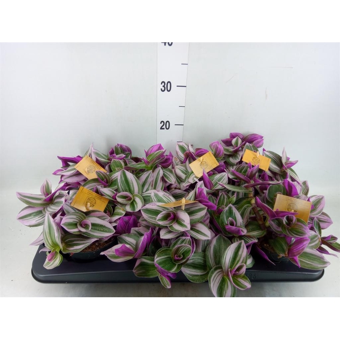 <h4>Tradescantia cerinth. 'Nanouk'</h4>