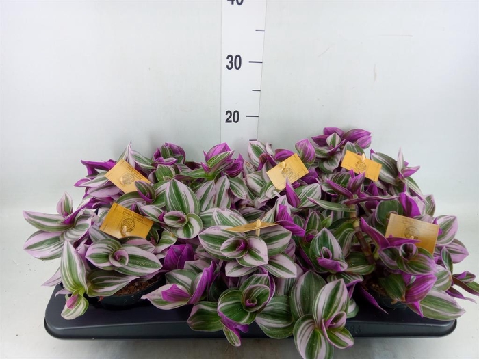 <h4>Tradescantia cerinth. 'Nanouk'</h4>