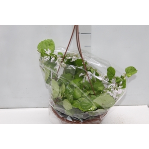 DOLAR VARIEGATA C21