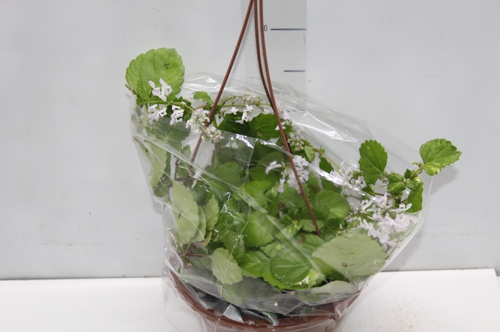 <h4>DOLAR VARIEGATA C21</h4>