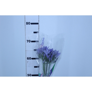 AGAPANTHUS AZUL 070 CM