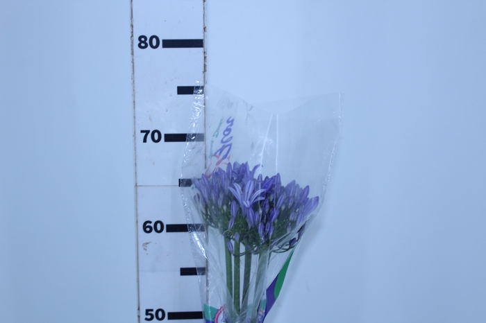 AGAPANTHUS AZUL 070 CM