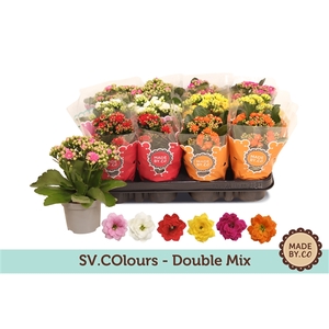 Kalanchoë Double Mix in SV.COloursleeve