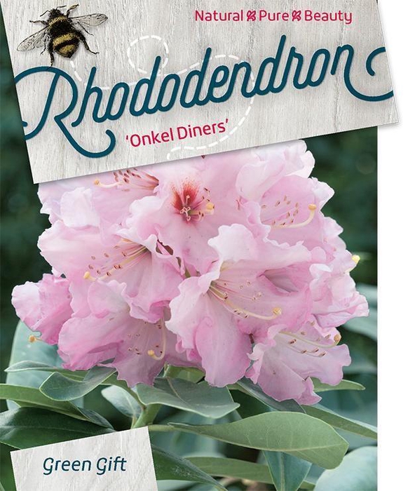 <h4>Rhodo. 'Onkel Dines' light pink</h4>