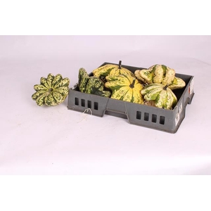 CUCURBITA