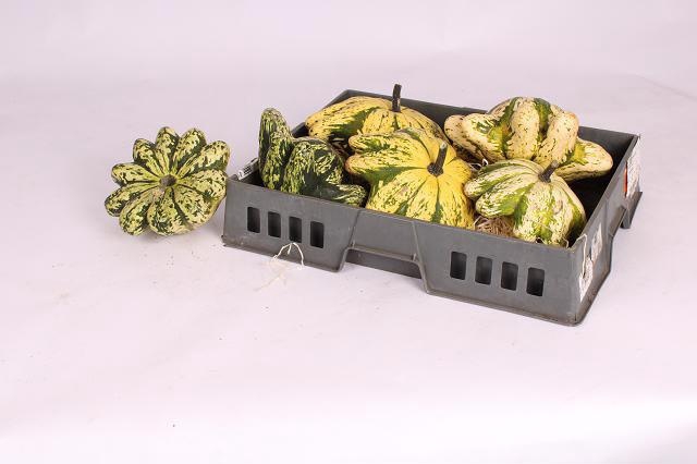 <h4>CUCURBITA</h4>