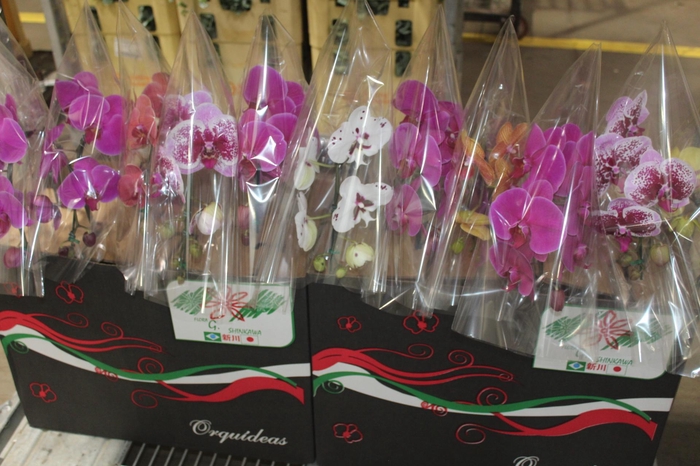 <h4>PHALAENOPSIS CASCATA P15</h4>