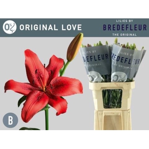 LI LA ORIGINAL LOVE