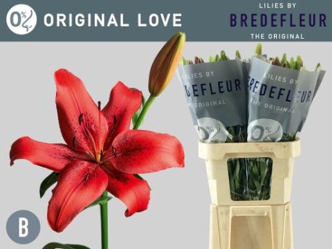 LI LA ORIGINAL LOVE