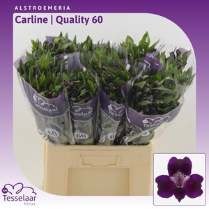 Alstroemeria Carline | Quality 60