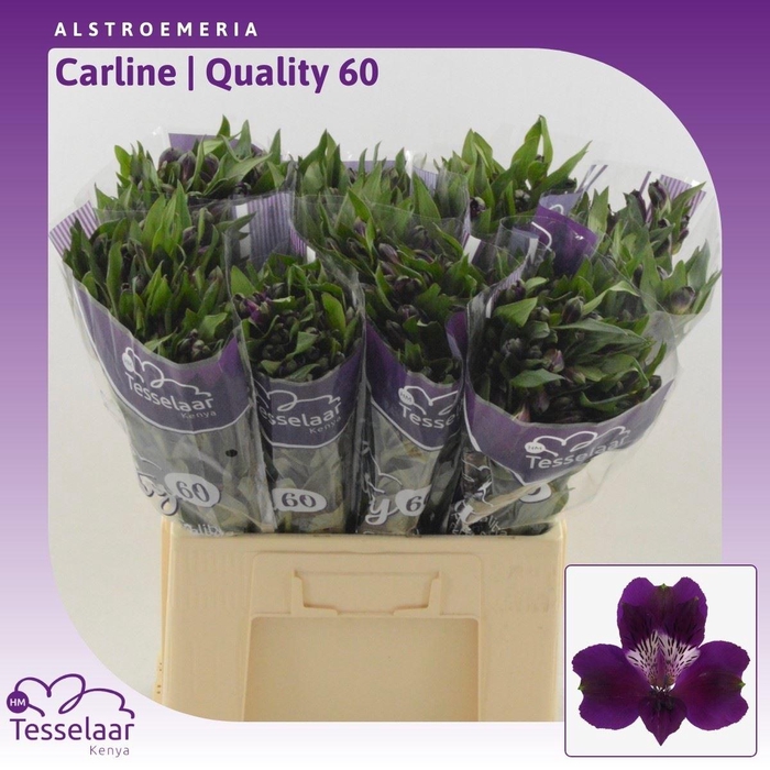 <h4>Alstroemeria Carline | Quality 60</h4>