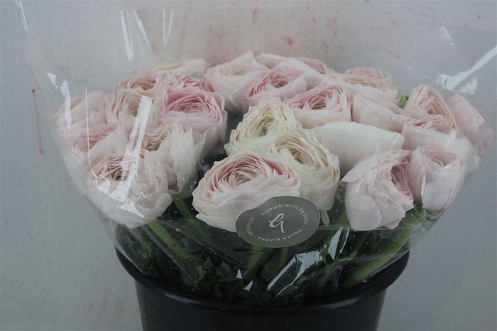 <h4>Ran Cloni Sup Hanoi</h4>