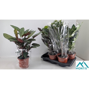 KAMERPL GEM GR 8 SRT