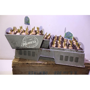 arr8 Arr Muscari In Houten Hengsel Bakje