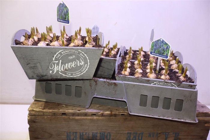 <h4>arr8 Arr Muscari In Houten Hengsel Bakje</h4>