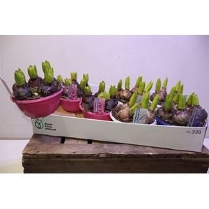 arr8 Hyacin Gem 3 Kl