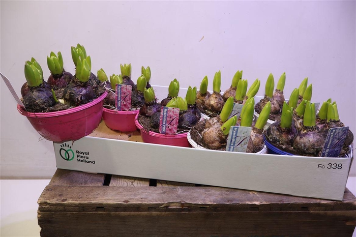 <h4>arr8 Hyacin Gem 3 Kl</h4>