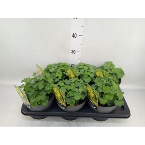 Alchemilla mollis
