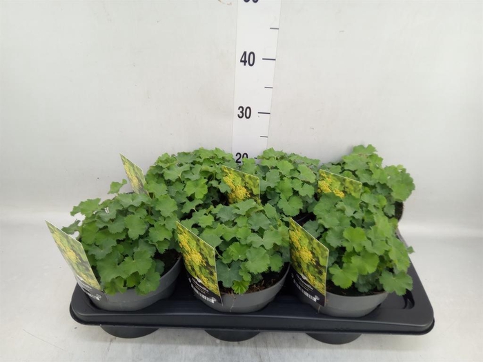<h4>Alchemilla mollis</h4>