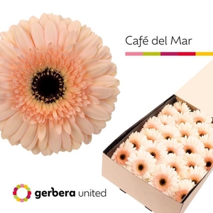 GE GR CAFE DEL MAR
