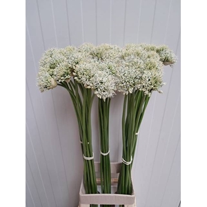 ALLIUM MOUNT EVEREST