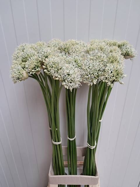 <h4>ALLIUM MOUNT EVEREST</h4>