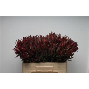 Leucad Safari Magik Spray