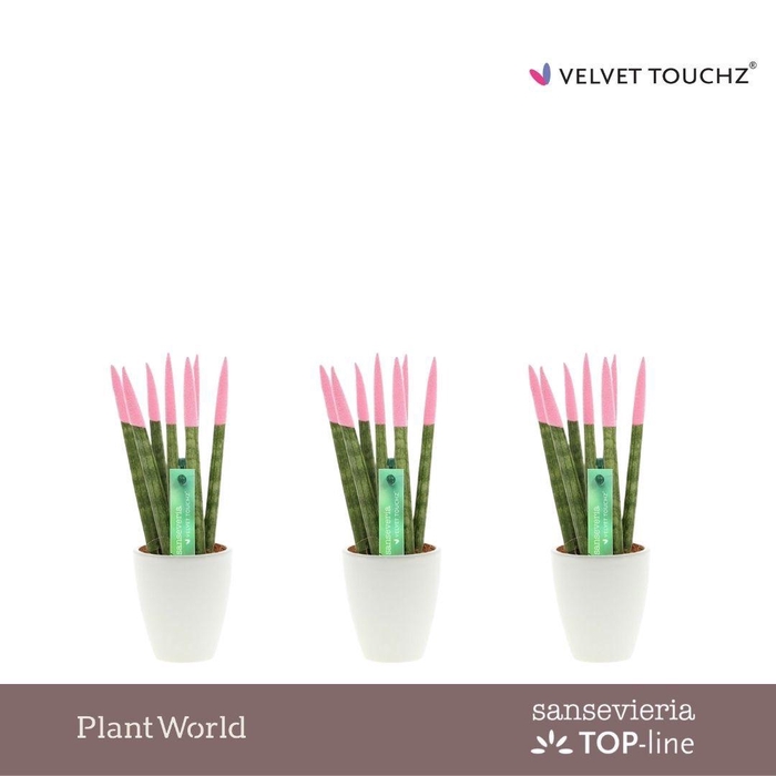 <h4>Sansevieria VELVET TOUCHZ® Pastel roze in Osaka keramiek</h4>