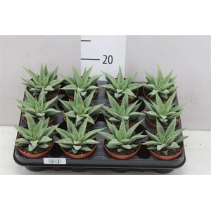 Haworthia Spider White