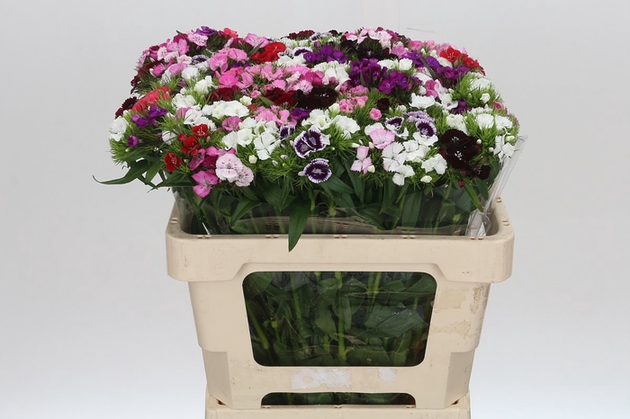 <h4>Dianthus Br Mix Rainbow</h4>