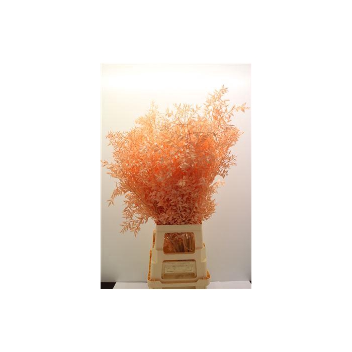 <h4>Dr Ruscus Bleach Apricot</h4>