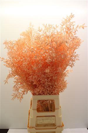 Dr Ruscus Bleach Apricot