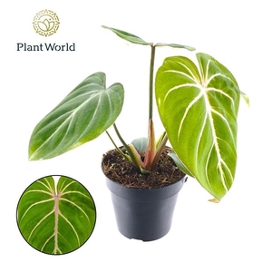 Philodendron overig