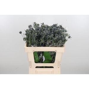 Eryngium Framb Blue Glitter