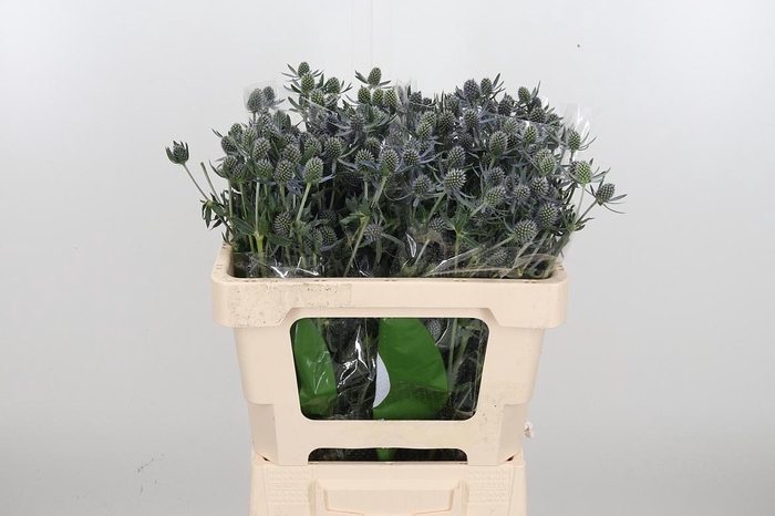 <h4>Eryngium Framb Blue Glitter</h4>