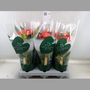 Anthurium andr. 'Aristo'