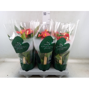 Anthurium andr. 'Aristo'
