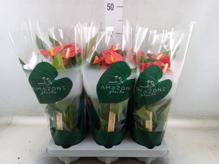 <h4>Anthurium andr. 'Aristo'</h4>