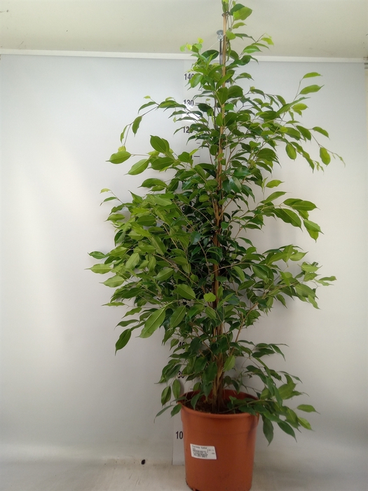 <h4>Ficus benja. 'Exotica'</h4>
