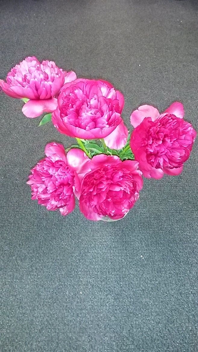 <h4>Paeo L Pink Mix</h4>