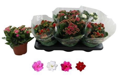 <h4>Kal Ge Ro Gem 4 Kl</h4>