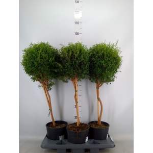 Myrtus communis
