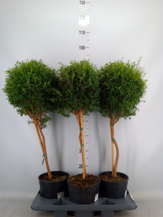 <h4>Myrtus communis</h4>