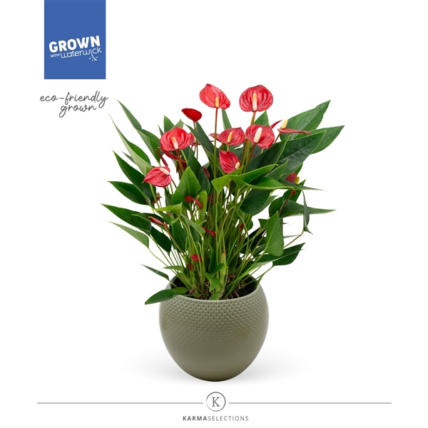 <h4>Anthurium - KARMA Million | Dots</h4>