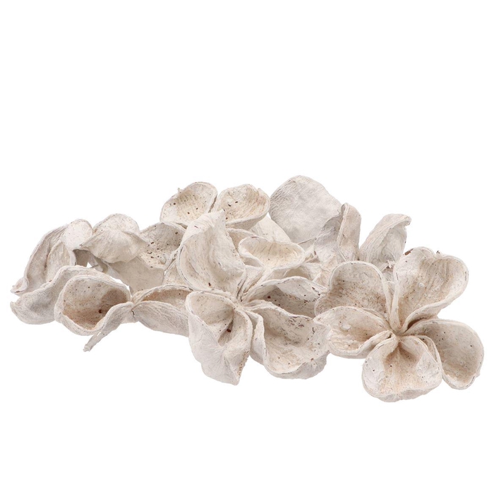 <h4>Nature Lotus Whitewash P/40</h4>