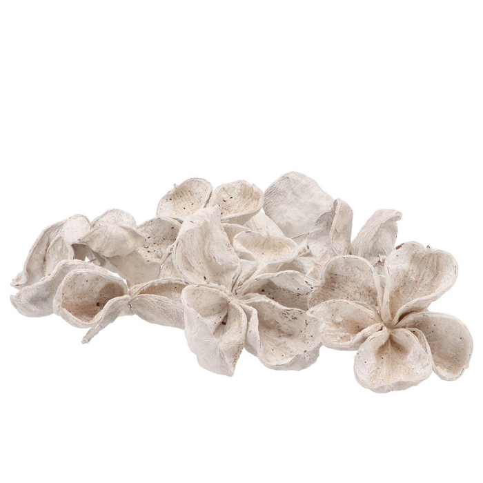 <h4>Nature Lotus Whitewash P/40</h4>