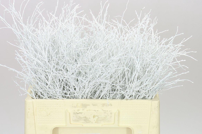 <h4>Vac Huck White</h4>